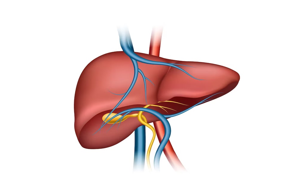 Is your liver healthy? Know the 7 signs of a healthy liver